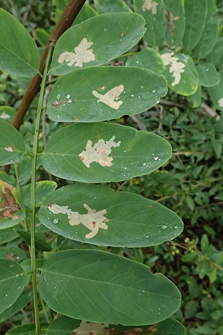 Robinia pseudoacacia \ Robinie, D Jugenheim an der Bergstra&szlig;e 10.9.2025