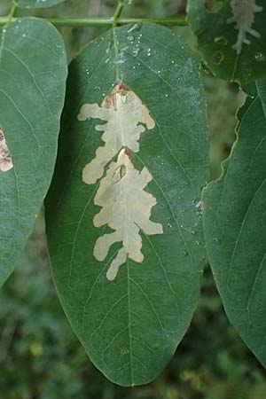 Robinia pseudoacacia \ Robinie, D Jugenheim an der Bergstra&szlig;e 10.9.2025