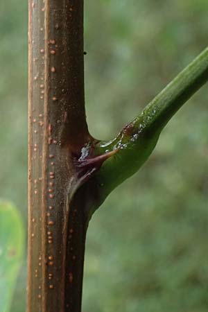 Robinia pseudoacacia \ Robinie, D Jugenheim an der Bergstra&szlig;e 10.9.2025