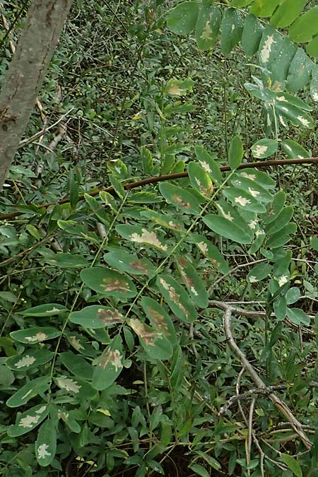 Robinia pseudoacacia \ Robinie, D Jugenheim an der Bergstra&szlig;e 10.9.2025