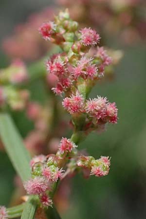 Rumex stenophyllus / Narrowleaf Dock, D Mannheim 10.9.2023