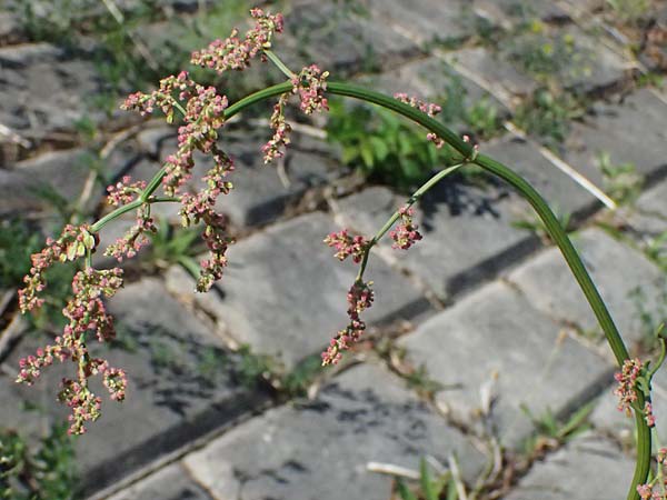 Rumex stenophyllus / Narrowleaf Dock, D Mannheim 10.9.2023
