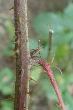 Rubus tereticaulis \ Rundst�ngelige Brombeere / Round-Stem Bramble, D Ettlingen-Schluttenbach 18.8.2019