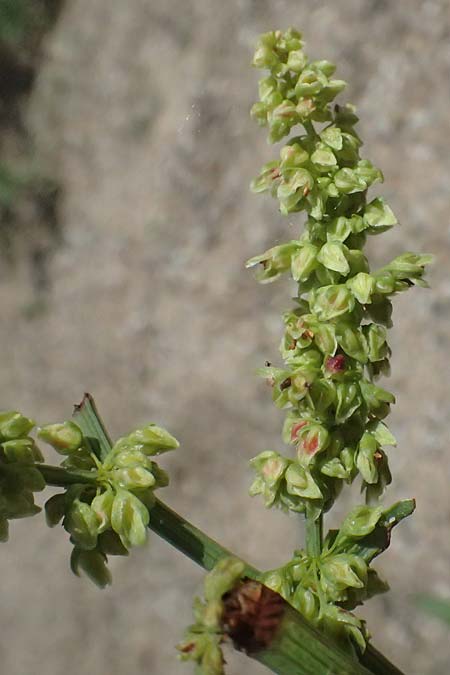 Rumex triangulivalvis \ Weidenblatt-Ampfer / Willow-Leaved Dock, D Duisburg 19.6.2025
