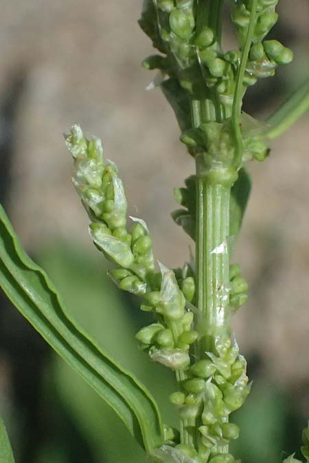 Rumex triangulivalvis \ Weidenblatt-Ampfer / Willow-Leaved Dock, D Duisburg 19.6.2025