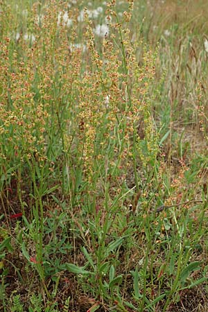 Rumex acetosella, Sheep's Sorrel Rumex acetosella, Sheep's Sorrel