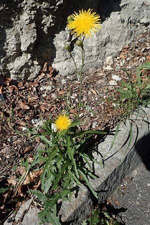 Sonchus arvensis \ Acker-Gnsedistel / Perennial Sow-Thistle, Common Field Sow-Thistle, D Schwenningen (Schwäb. Alb) 26.7.2015