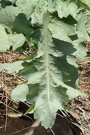 Lactuca sativa \ Kopfsalat, D Mannheim 27.4.2020