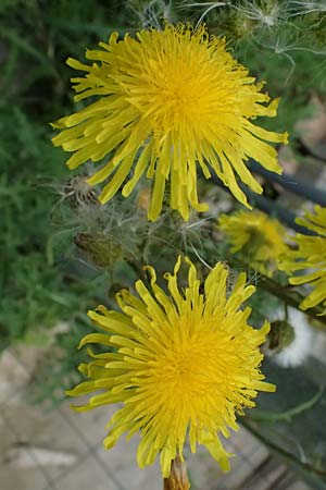 Sonchus arvensis \ Acker-Gnsedistel / Perennial Sow-Thistle, Common Field Sow-Thistle, D Weinheim an der Bergstraße 21.7.2024