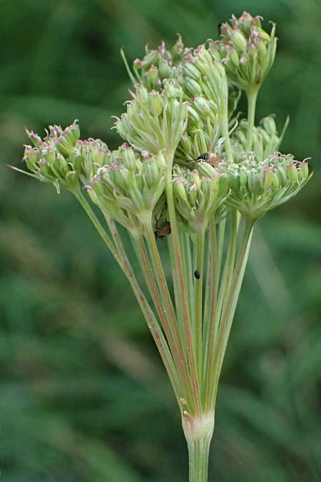 Seseli annuum \ Steppen-Bergfenchel / Seseli, D Hemsbach 2.9.2024