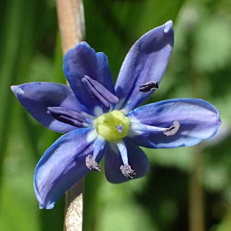 Scilla amoena \ Schner Blaustern, D Heilbronn-Kirchhausen 7.4.2025