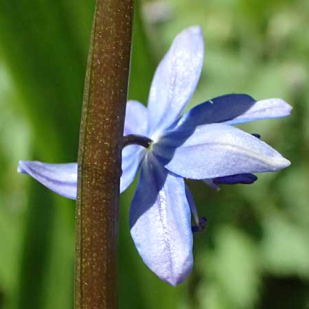 Scilla amoena \ Schner Blaustern, D Heilbronn-Kirchhausen 7.4.2025