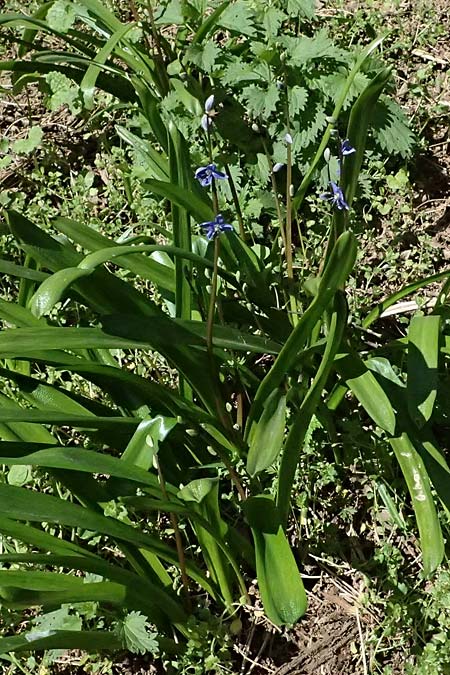Scilla amoena \ Schner Blaustern, D Heilbronn-Kirchhausen 7.4.2025