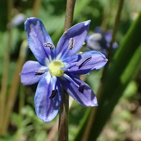 Scilla amoena \ Schner Blaustern, D Heilbronn-Kirchhausen 7.4.2025