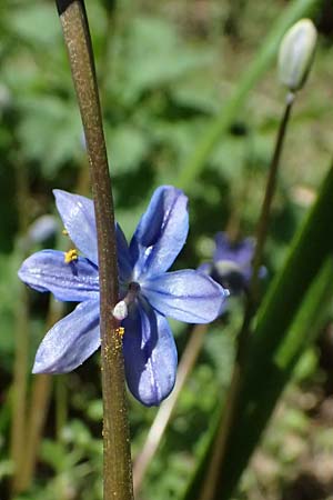 Scilla amoena \ Schner Blaustern, D Heilbronn-Kirchhausen 7.4.2025