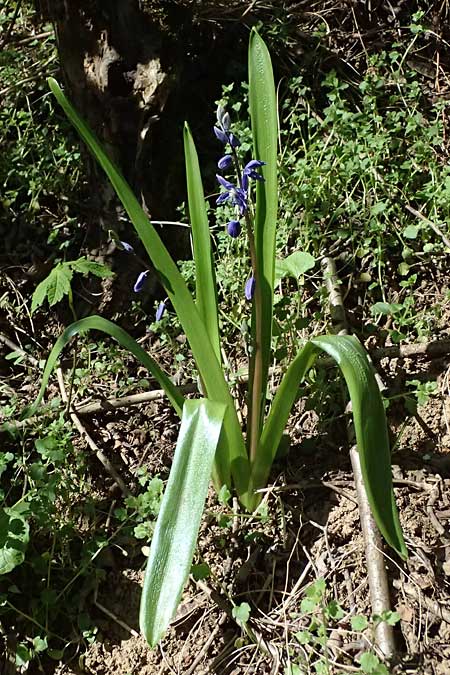 Scilla amoena \ Schner Blaustern, D Heilbronn-Kirchhausen 7.4.2025