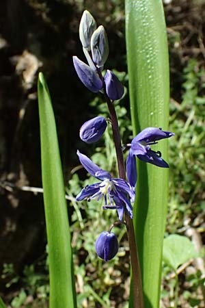 Scilla amoena \ Schner Blaustern, D Heilbronn-Kirchhausen 7.4.2025