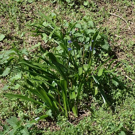 Scilla amoena \ Schner Blaustern, D Heilbronn-Kirchhausen 7.4.2025