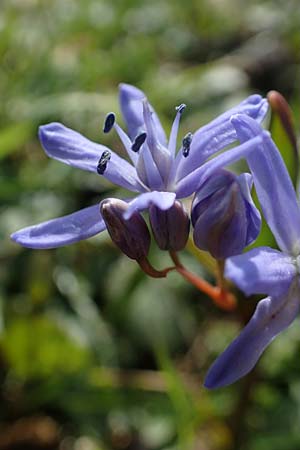 Scilla bifolia \ Zweiblttriger Blaustern / Alpine Squill, D Ludwigshafen 1.3.2022