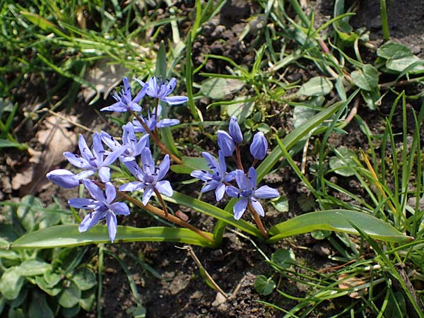 Scilla bifolia \ Zweiblttriger Blaustern / Alpine Squill, D Ludwigshafen 1.3.2022