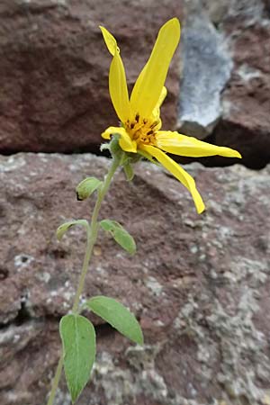 Helianthus annuus \ Sonnenblume / Sunflower, D Dilsberg 5.9.2025