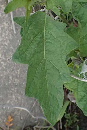 Solanum carolinense \ Carolina-Nachtschatten / Carolina Horsenettle, D Mannheim 16.5.2026