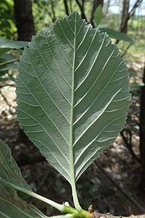 Sorbus dubronensis \ Tauber-Mehlbeere / Tauber Whitebeam, D Eiersheim 31.5.2025