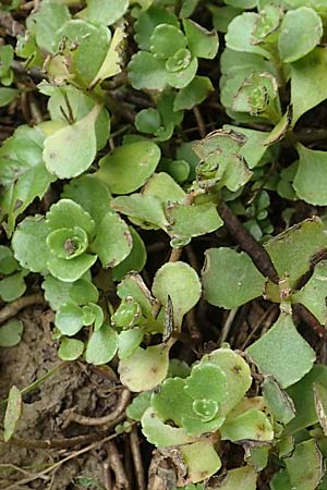Sedum hybridum \ Sibirische Asienfetthenne / Mongolian Stonecrop, D Übach-Palenberg 13.6.2018
