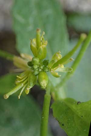 Sisymbrium erysimoides \ Schterich-Rauke, D Ludwigshafen 1.5.2022