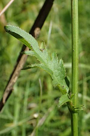 Serratula tinctoria / Saw Wort, D Ohlstadt 14.8.2024
