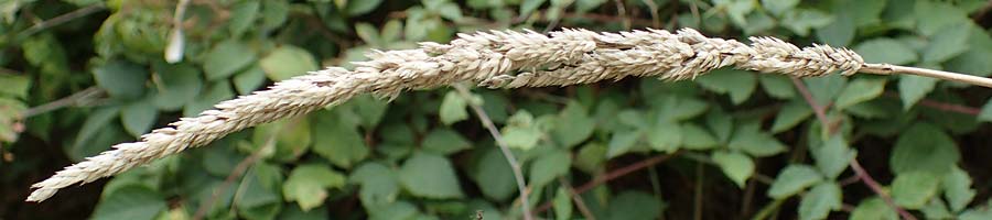 Poaceae spec2 ? \ Gras, D Kaiserstuhl,  Riegel 3.9.2022