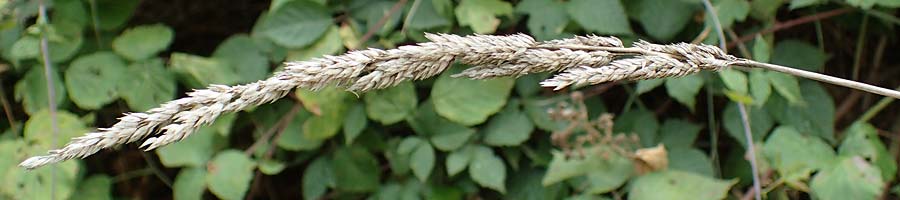 Poaceae spec2 ? \ Gras, D Kaiserstuhl,  Riegel 3.9.2022