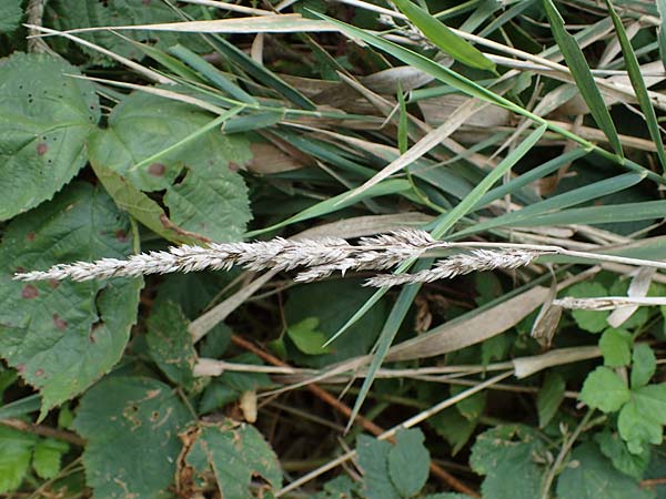 Poaceae spec2 ? \ Gras, D Kaiserstuhl,  Riegel 3.9.2022