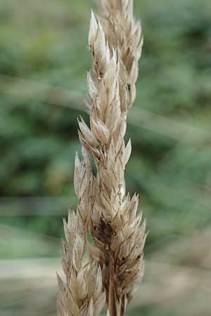 Poaceae spec2 ? \ Gras, D Kaiserstuhl,  Riegel 3.9.2022