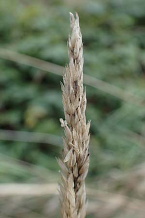 Poaceae spec2 ? \ Gras, D Kaiserstuhl,  Riegel 3.9.2022