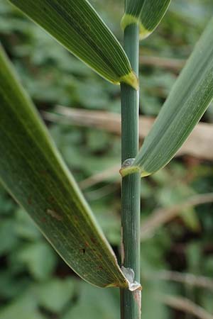Poaceae spec2 ? \ Gras, D Kaiserstuhl,  Riegel 3.9.2022
