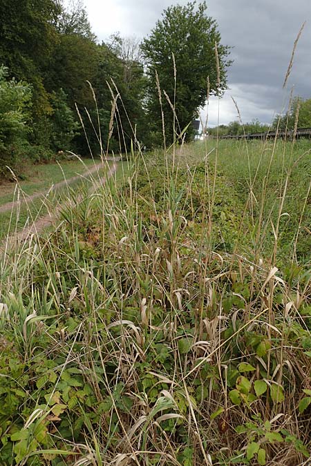 Poaceae spec2 ? \ Gras, D Kaiserstuhl,  Riegel 3.9.2022