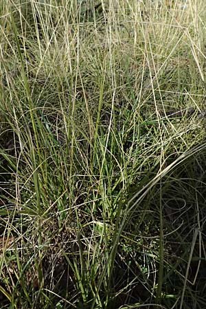 Sporobolus indicus \ Indisches Fallsamengras, Indisches Samenwerfergras / Smut Grass, Rat Tail Grass, D Heidelberg 2.3.2024