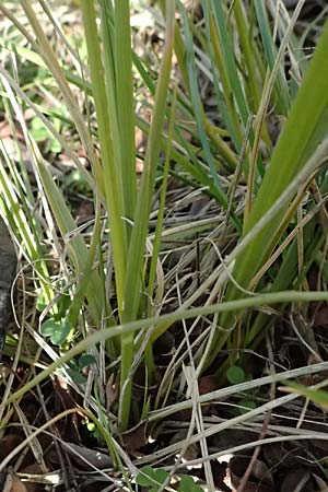 Sporobolus indicus \ Indisches Fallsamengras, Indisches Samenwerfergras / Smut Grass, Rat Tail Grass, D Heidelberg 2.3.2024