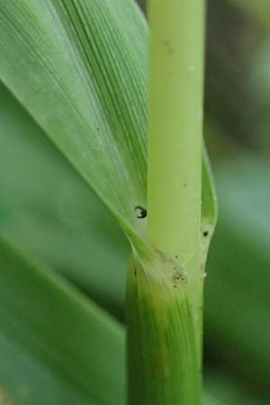 Sporobolus indicus \ Indisches Fallsamengras, Indisches Vilfagras, D Heidelberg 31.7.2025