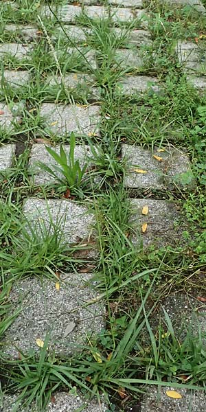 Sporobolus indicus \ Indisches Fallsamengras, Indisches Vilfagras, D Heidelberg 31.7.2025