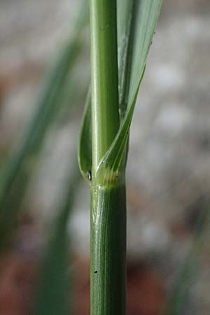 Sporobolus indicus \ Indisches Fallsamengras, Indisches Vilfagras, D Heidelberg 31.7.2025