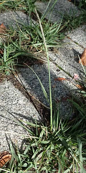 Sporobolus indicus \ Indisches Fallsamengras, Indisches Vilfagras, D Heidelberg 31.7.2025