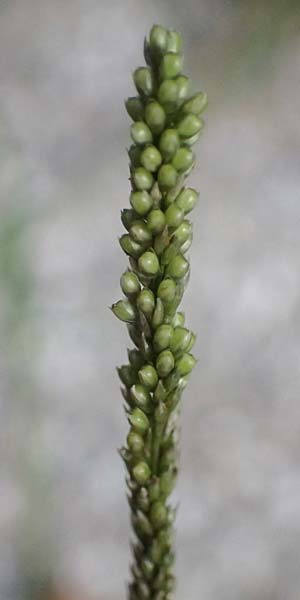 Sporobolus indicus \ Indisches Fallsamengras, Indisches Vilfagras, D Heidelberg 31.7.2025