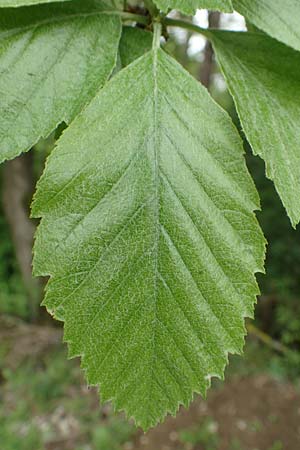 Sorbus koksensis \ Koks-Mehlbeere / Koks Whitebeam, D Külsheim 20.5.2017