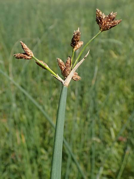 Schoenoplectus lacustris \ Gew&ouml;hnliche Teichsimse, Gr&uuml;ne Seebinse / Common Club-Rush, D Rheinstetten-Silberstreifen 19.9.2025