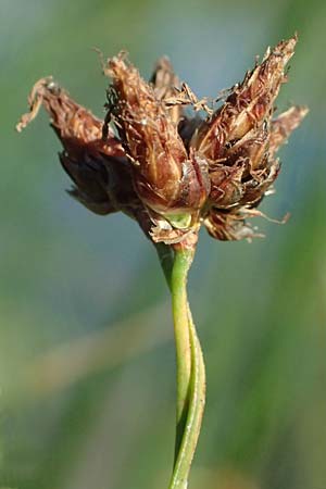 Schoenoplectus lacustris \ Gew&ouml;hnliche Teichsimse, Gr&uuml;ne Seebinse / Common Club-Rush, D Rheinstetten-Silberstreifen 19.9.2025