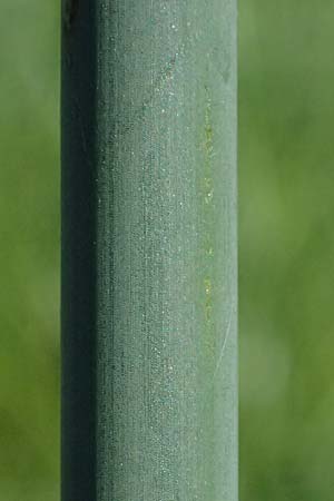 Schoenoplectus lacustris \ Gew&ouml;hnliche Teichsimse, Gr&uuml;ne Seebinse / Common Club-Rush, D Rheinstetten-Silberstreifen 19.9.2025