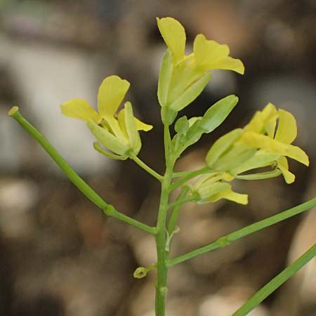 Sisymbrium loeselii \ Loesels Rauke / False London Rocket, D Ludwigshafen 18.7.2026
