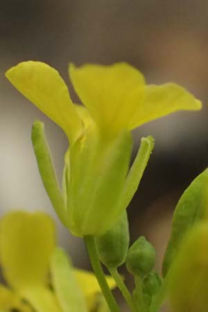 Sisymbrium loeselii \ Loesels Rauke / False London Rocket, D Ludwigshafen 18.7.2026